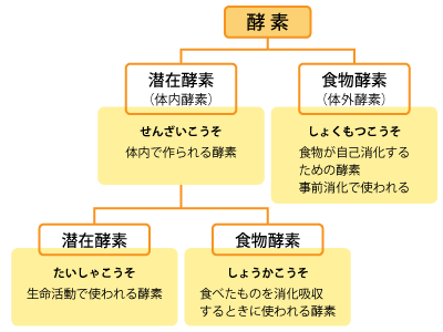 酵素とは